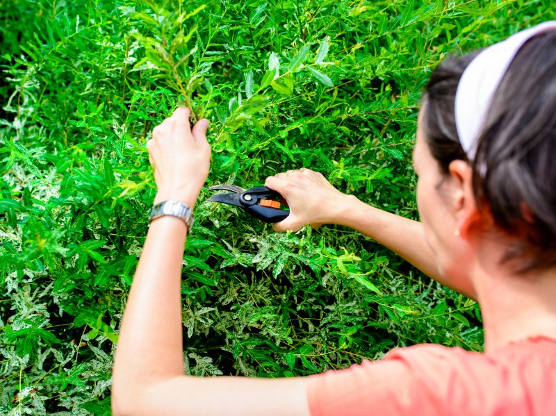 Butterfly Bush Pruning