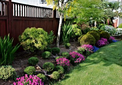 Decorative Shrubs in a Front Yard