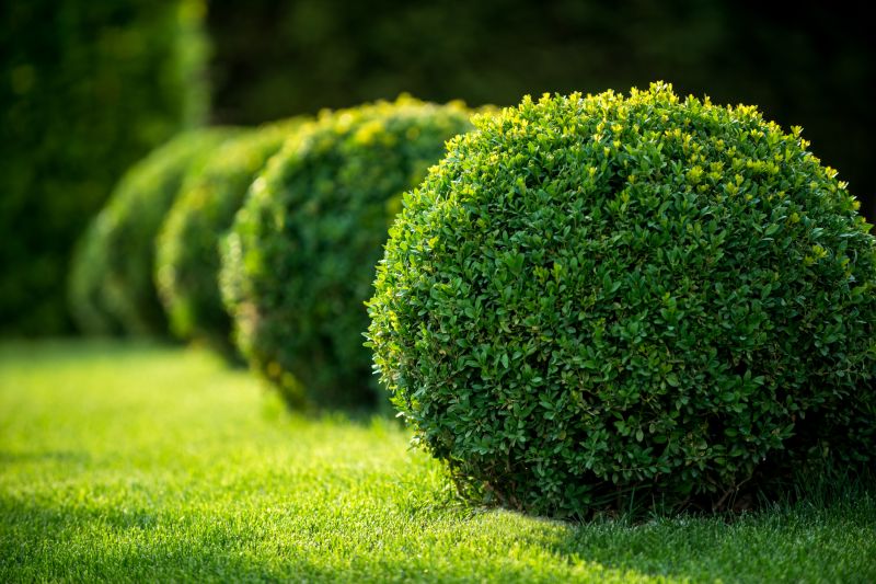 Close-Up of Shaped Shrubs
